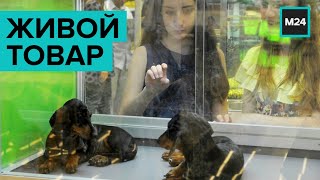 Живой товар. Специальный репортаж - Москва 24