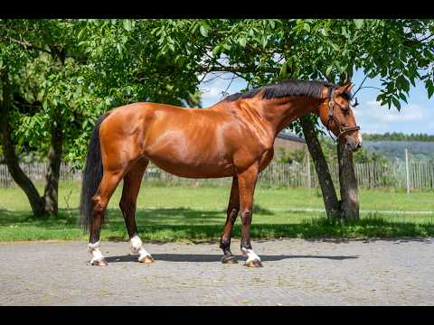 Galansa (QUASIMODO VD MOLENDREEF x JACORDE) - Video 2 video thumbnail