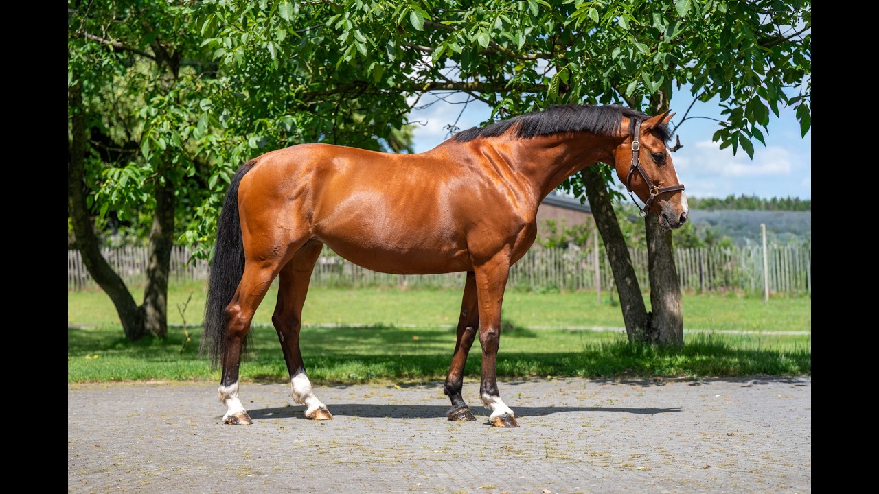Galansa (QUASIMODO VD MOLENDREEF x JACORDE) video 1
