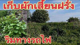 เก็บผักเสี้ยนสวีเดนริมทางรถไฟ#ชีวิตในต่างแดน