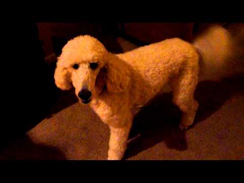 Firebrook Poodles