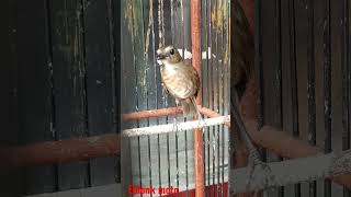 Download lagu jongkangan coklat gacor teler masih trotol mp3