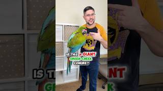 Is This a GIANT Green Cheek Conure??