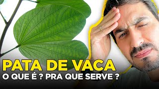 PATA DE VACA: QUAIS OS BENEFÍCIOS | Dr Gustavo Duarte Pimentel