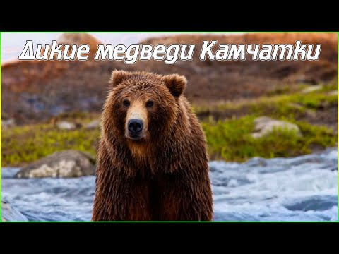 Дикие медведи Камчатки (4K)