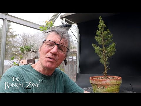 Repotting My Alberta Spruce, The Bonsai Zone, April 2024