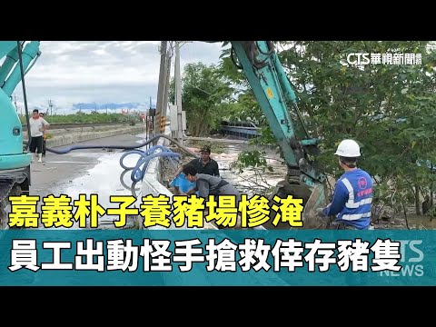 嘉義朴子養豬場慘淹　員工出動怪手搶救倖存豬隻