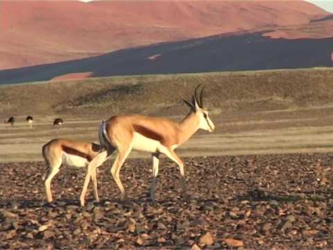 IRGENDWO IN AFRIKA  - SOMEWHERE IN AFRICA