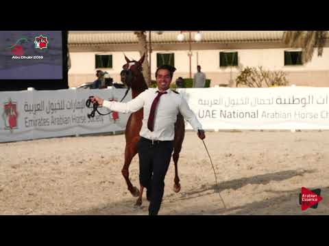 N.251 D MARMARAH - UAE Nationals 2019 - Local Senior Mares Championship