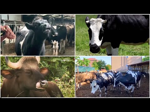 The 🌟 Lady 🐄 Moo  vs Cow 🐮 Queen vs Bull 🐃👑 of 🌿 Emerald 💚 Pastures 🌾