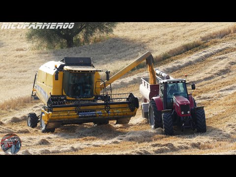HARVEST SEASON 2K21 | NEW HOLLAND TC5.90 + MASSEY FERGUSON 7495 DYNA-VT | FARINELLI