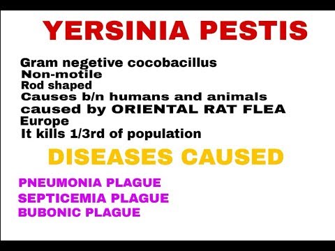 TAENIA tenia SOLIUM BY PHANINDRA GUPTHA
