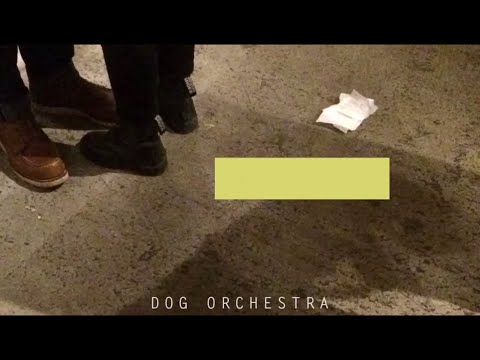 Dog Orchestra - Club Fragile