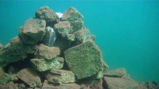 preview picture of video 'Scuba Diving Minnesota: Hopkins - Diamond Cove, Oct 16, 2010 (Flip UltraHD)'