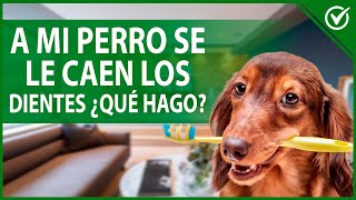 🐶 A mi Perro se le Caen los Dientes o los Tiene podridos ¿Está Enfermo 🐶🦷