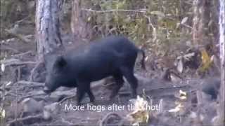 Florida Hog Hunt