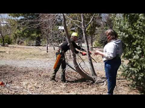 Pruning with the Pros - Is this tree worth saving?