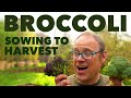 Growing Broccoli From Sowing To Harvest