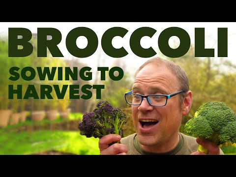 The Clever Reason Smart Gardeners Start Seeds in Milk Jugs