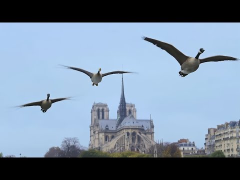 , title : 'La Plus Belle Ville du monde : La vie sauvage à Paris'
