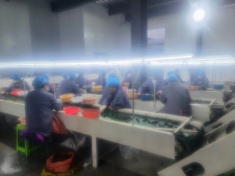 Let's see how raw chestnuts are carefully selected and grading automatically!