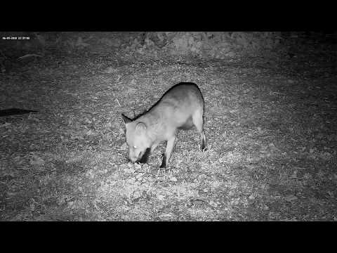 A fox burying food to save it for later