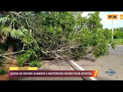 Chuvas derrubam árvores em vias públicas e motoristas devem ter cuidado 04 03 2021