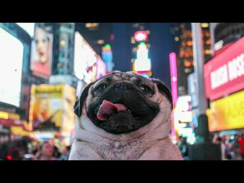 DOUG THE PUG EDIT
