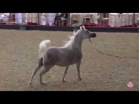 N 152 RB GAZALAH   10th Qatar International Arabian Peninsula Horse Show 2020   7 10 Years Old Mares
