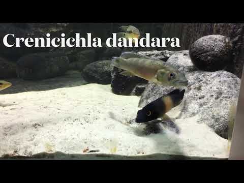 Crenicichla dandara