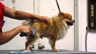 How to Brush your dog Properly Pomeranian