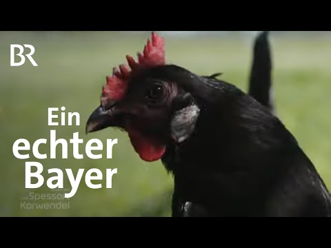 , title : 'Augsburger Huhn: Ein echter Bayer | Zwischen Spessart und Karwendel | BR'
