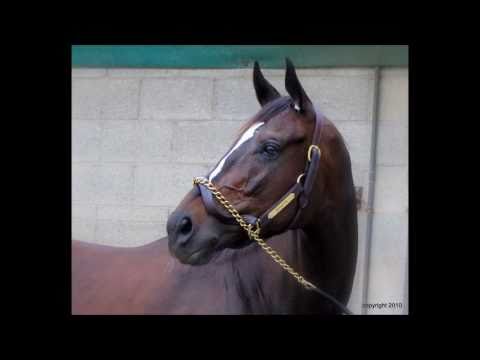 Zenyatta: More Than A Racehorse