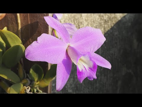 , title : 'Cattleya (Laelia) sincorana - Orchideen erfolgreich pflegen'