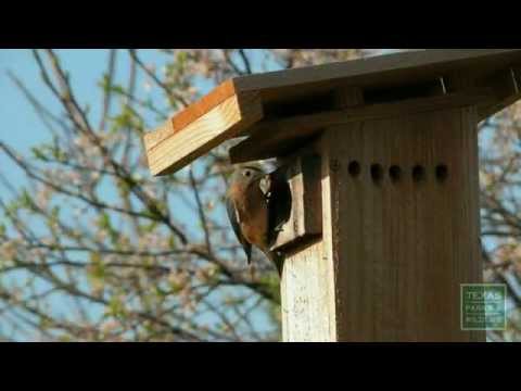 How to install a Bluebird nest box - Tips from a Wildlife Biologist