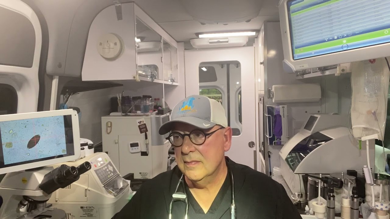 Everything You Need to Know About Cat Euthanasia