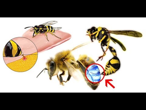, title : 'إسعافات أولية قد تنقذ حياتك في حال لسعة النحلة أو الدبور'