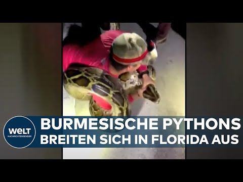 JAGD AUF RIESEN-SCHLANGEN: 22-Jähriger fängt sechs Meter Python in Florida