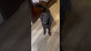 Video preview image #1 Mutt Puppy For Sale in Mouth Of Wilson, VA, USA