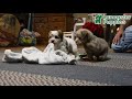 Havanese dogs for sale: Cash - Video 1