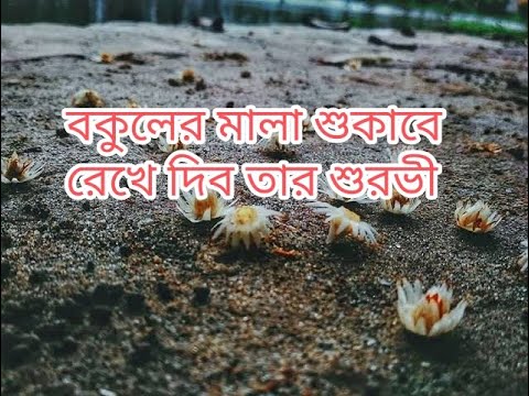 বকুলের মালা শুকাবে লিরিক্স❤️।।female version ।। bokuler mala sukabe❤️।।