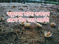 বকুলের মালা শুকাবে লিরিক্স ️ Female Version Bokuler 