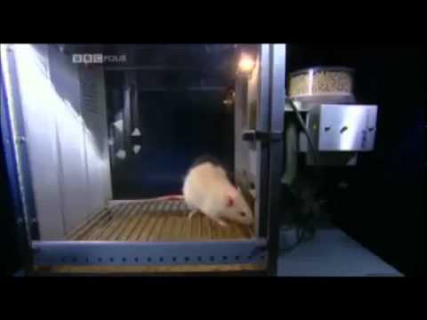 download lagu mp3 mp4 Meth Mouse, download lagu Meth Mouse gratis, unduh video klip Meth Mouse