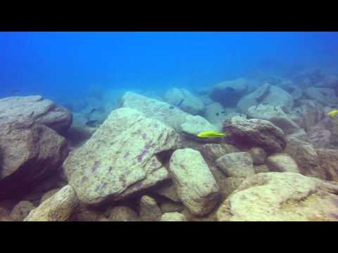 Dimidiochromis compressiceps  nella forma gold a Nkhata Bay