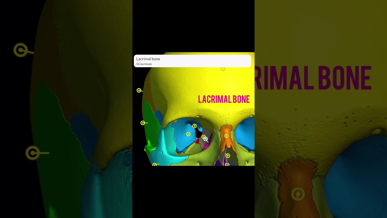 The Human skull 💀 #anatomy #skull #skullbones #medical