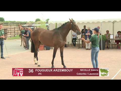 Concours Cercy 2017 - Lot 36 - Fougueux Arzembouy