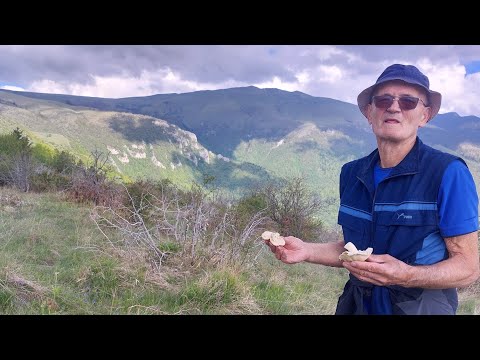 BERBA GLJIVA REDUŠA U PRELIJEPOJ PRIRODI  VLAŠIĆA SA 83-GODIŠNJEM FAIKOM IZ SUHOGA DOLA