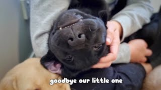 Saying Goodbye to Our Labrador Puppy Molly