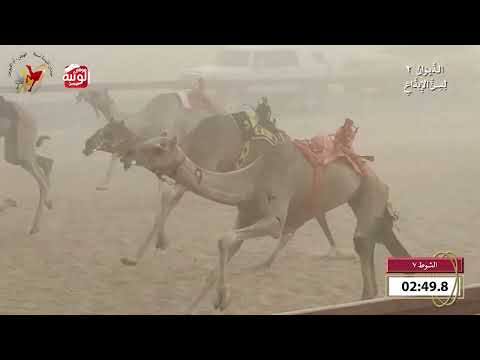   ش 7 (افعال) لـ علي راشد عبدالله النعيمي 7:59 , شارة الديوان 2 2026/09/27 ايذاع اللبسه 