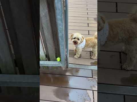 経営学科 小さいテニスボールで遊ぶトイプードル11ヶ月　 #toypoodle #トイプードル #puppy